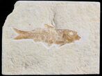 Bargain Knightia Fossil Fish - Wyoming #42369-1